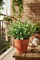 White, Green