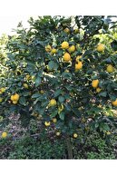EVİM BAHÇEM Limon Fidanı Aşılı Yediveren Limon Ağacı 3 Yaş 140 Ila 170 Cm