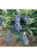 ÇİÇEKLİFE Lipaka ( Yaban Mersini ) Blueberry Fidanı Tüplüdür 30 40 Cm Boy