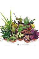 My Succulent 20 Farklı Çeşit Sukulent ve Kaktüs Karışık Mix, Set Bitki, Cactus succulent 20'li