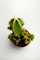 Toptan Kaktüs Cereus Peruvianus Nadir Tür Özel Kaktüs Nadide Kaktüs 5.5 Cm Saksıda