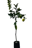 EVİM BAHÇEM Limon Fidanı Aşılı Yediveren Mayer Limon Ağacı Fidanı Tüplü 3 Yaş 140 Ila 170cm