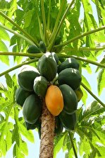 Bilgarden Tüplü Papaya(ağaç Kavunu) Fidanı(150-250 Cm) Meyve Verme Yaşında - 1