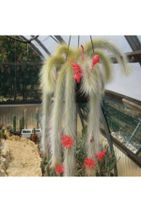 TTNS Monkey Tail Cactus Kaktüs Tohumu - 1