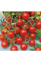 Ekodoğa Cherry Domates Tohumu 1 Paket ( 250 Adet Tohum ) Chery Domates Çeri Domates Salkım Domates Tohumu - 2