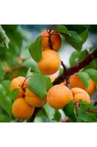 AAC TARIM Tüplü Aşılı Çok Iri Meyveli Verimli Iğdır Şalağı Kayısı Fidanı - 1