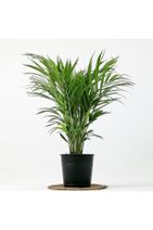 Fidanburada Areka Palmiyesi - Dekoratif Saksılı Areca - Dypsis Lutescens 100cm - 1