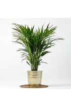 Fidanburada Areka Palmiyesi - Dekoratif Saksılı Areca - Dypsis Lutescens 100cm - 3