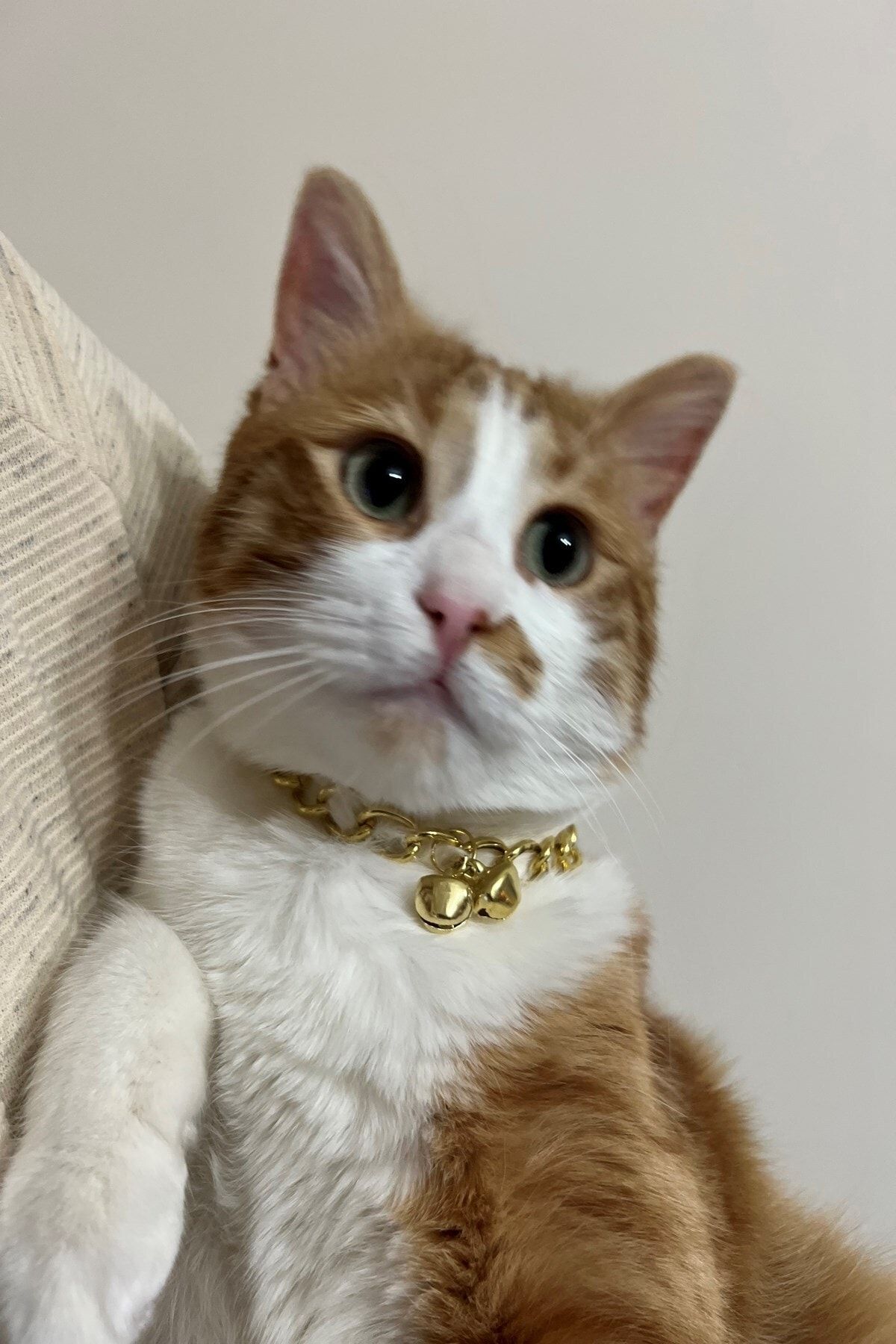 Gold cat collar online