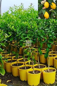 5 Yaş Aşılı 7 Veren(YEDİVEREN) Mayer Limon Fidanı *üzeri Çiçekli*