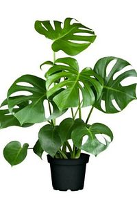 Deve Tabanı Bitkisi- Monstera Deliciosa-ithal 30-40 Cm