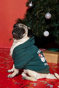 Köpek Kıyafeti Yeşil Sweatshirt 1KAL68350UK