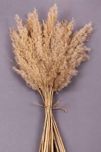 Naturel Kuru Çiçek Pampas 15 Adet 100 Cm