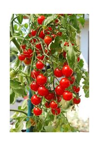 Agrobazar Delıcıous Salkım Cherry Domates Ortalama 25+ Tohum