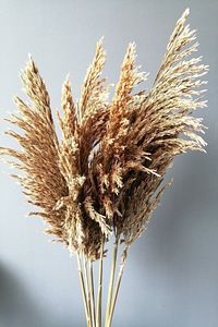 Gerçek Kuru Çiçek Natural Dökülmeyen Şoklanmış Pampas 7 Adet 100 Cm