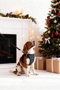 Related product image Trendyol Home Dog Collars