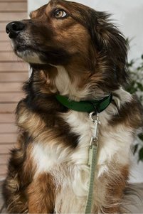 Related product image Tchibo Dog Collars