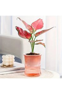 Related product image Choice Flower Pot
