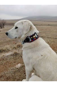 Related product image Sürmeli Tasma Dog Collars