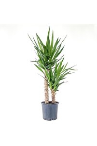 Fidanburada Yuka Bitkisi (YUCCA MASSENGENA) 2 Gövdeli 80-100 Cm