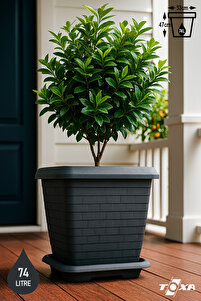 ToXA 74.3 Litre 53x53x47cm Antrasit Kare Büyük Boy Tabaklı Plastik