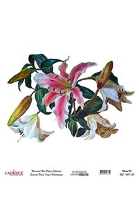 Related product image Cadence Artistic Papers & Pens