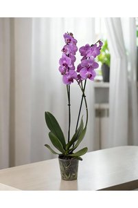 İlgili ürün resmi gardenkoala İç Mekan Bitkileri