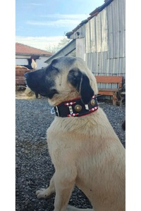 Related product image Sürmeli Tasma Dog Collars