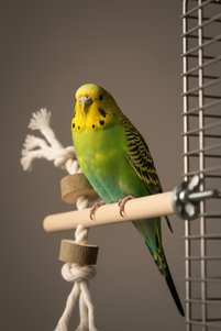 Related product image Alyones Bird Perches