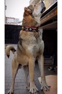 Related product image Sürmeli Tasma Dog Collars