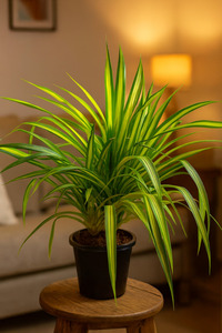 Related product image Generic Indoor Plants