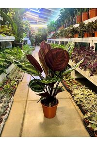 Related product image Generic Indoor Plants