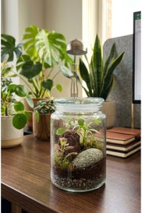 Related product image Generic Terrarium & Succulents