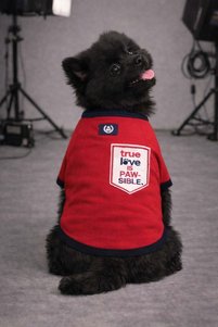 Related product image Alphadog Dog Clothes