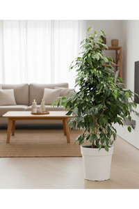 Related product image Generic Indoor Plants