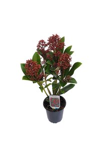 Imaginea produsului asociat Plante de interior