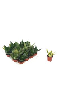 Imaginea produsului asociat Plante de interior