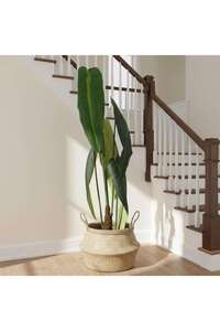Related product image PAN HOME Indoor Plants