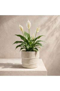 Related product image PAN HOME Flower Pot