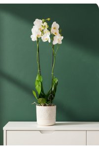 Related product image Generic Indoor Plants