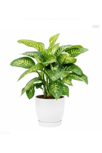Related product image Generic Indoor Plants
