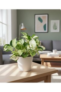 Related product image Generic Indoor Plants