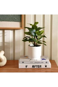 Related product image PAN HOME Flower Pot