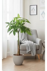 Related product image Generic Indoor Plants