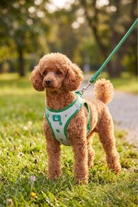 Related product image United Colors of Benetton Dog Collars