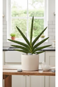 Related product image Generic Indoor Plants