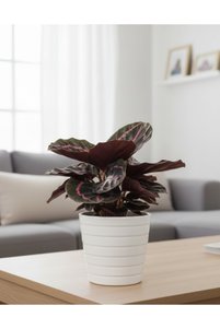 Related product image Generic Indoor Plants