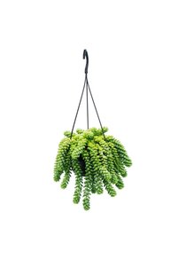 Related product image Generic Indoor Plants