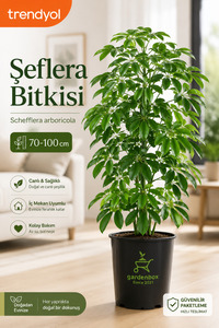 İlgili ürün resmi İç Mekan Bitkileri