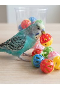 Related product image TUĞRA PET MARKET Bird Toys
